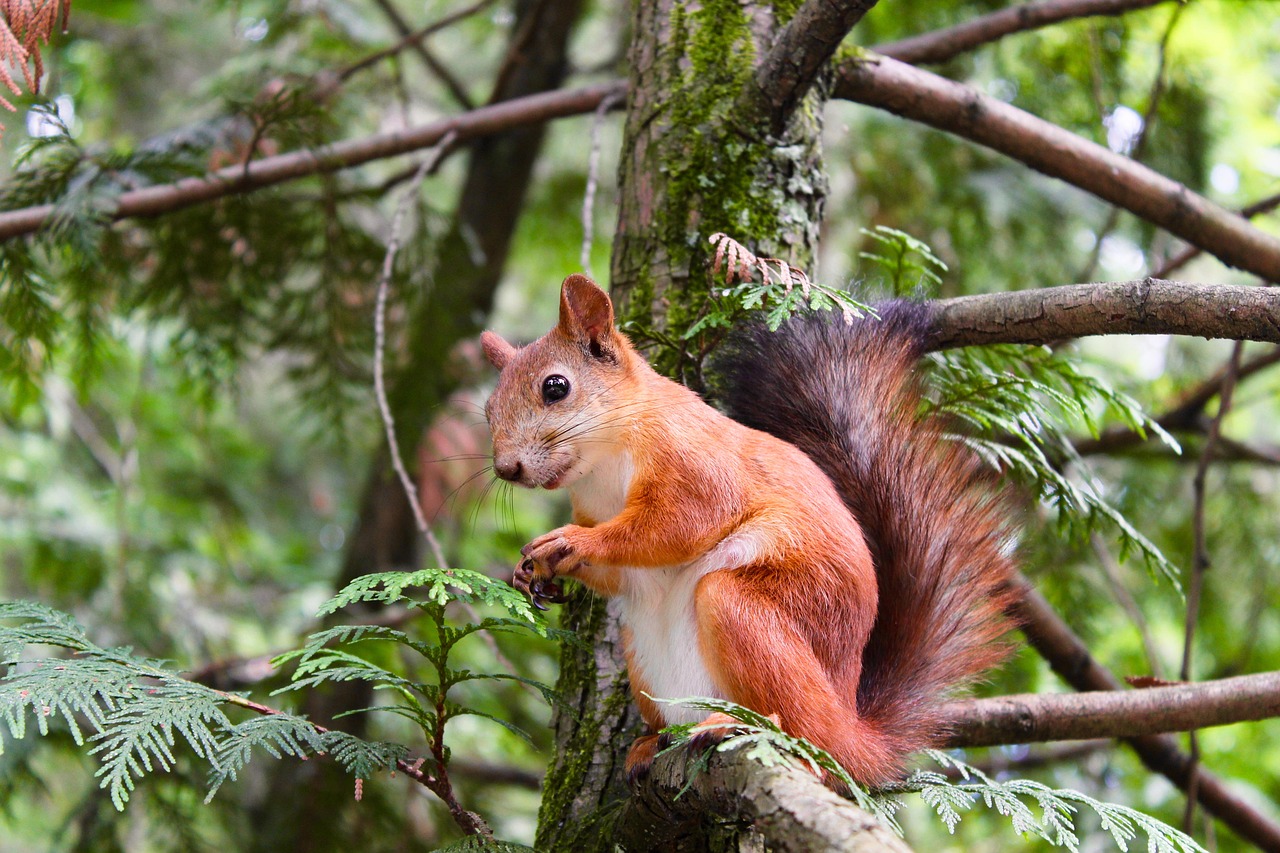 squirrel-_site